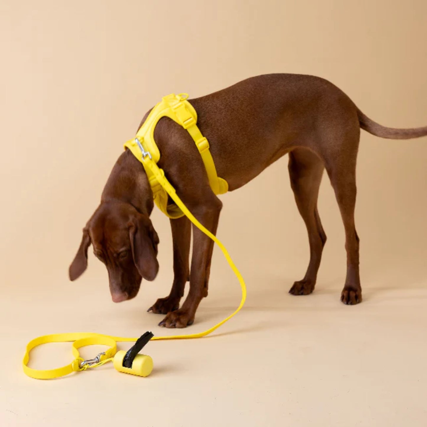 Kit Passeggiata Giallo