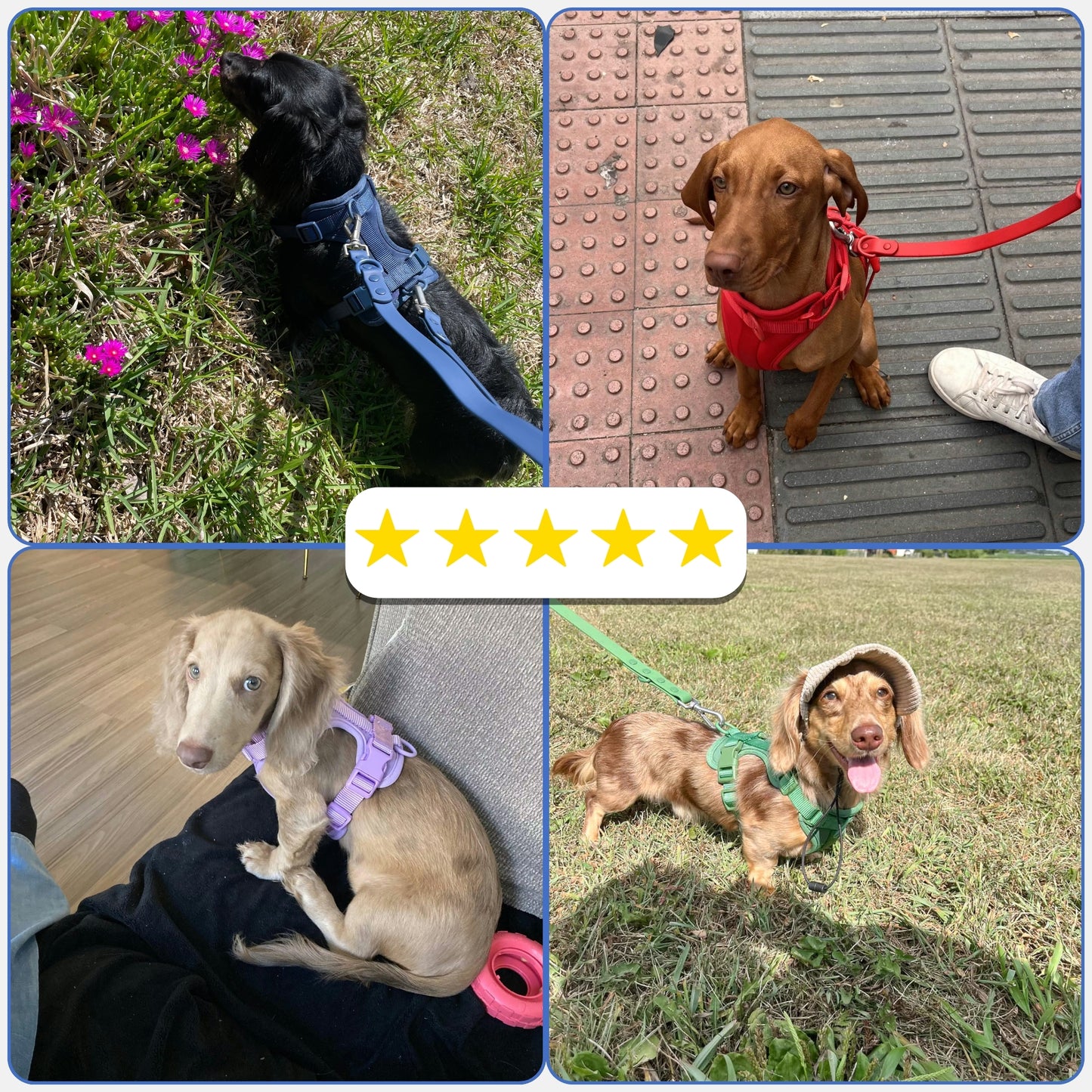 Kit Passeggiata Completo - Rosa