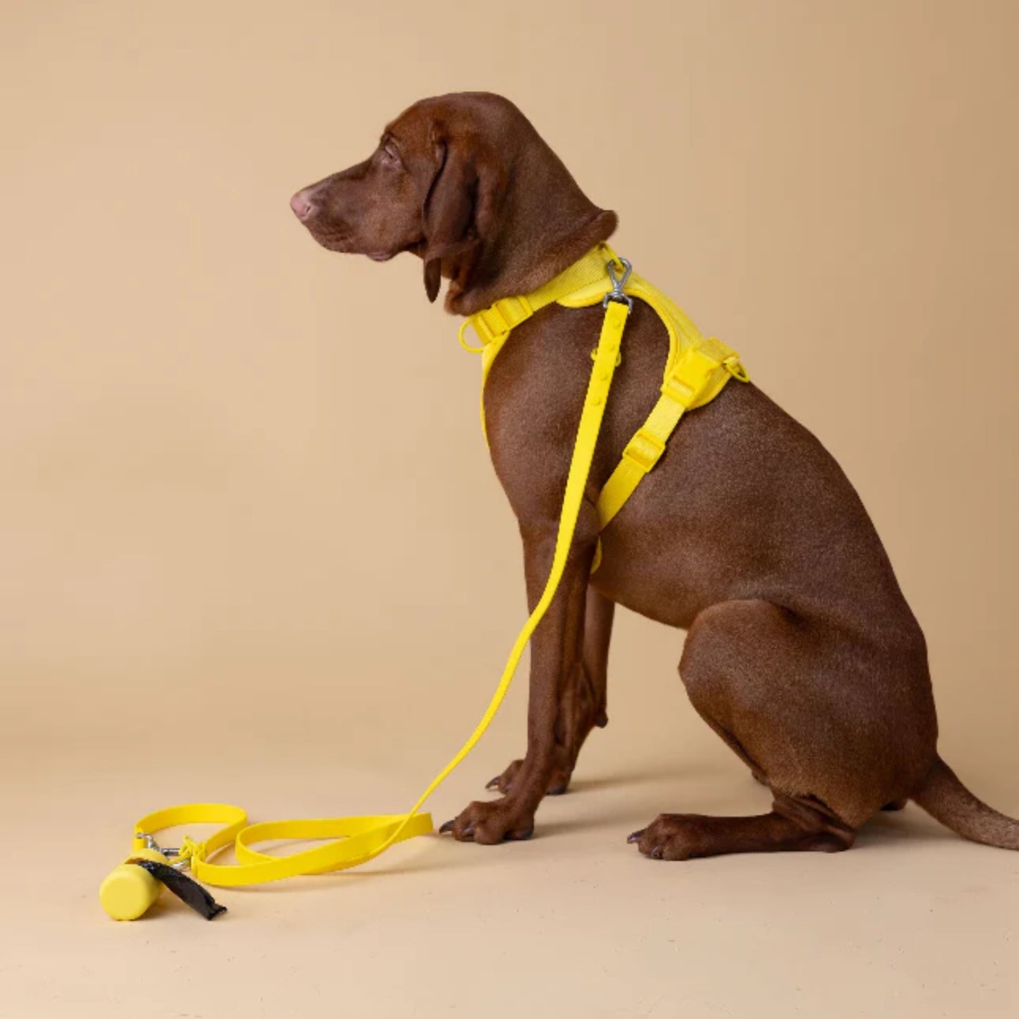 Kit Passeggiata Giallo